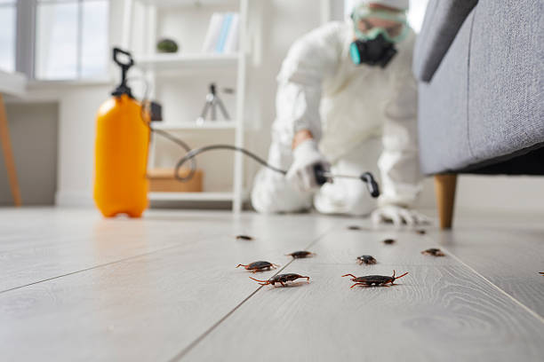 Commercial Rodent Management in Ladysmith
